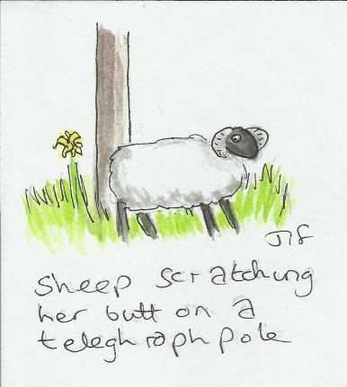 Sheep butt.jpg